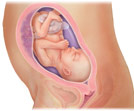 Embryo6